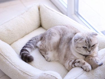 Лежак для кошек Dreamer Fur Milky