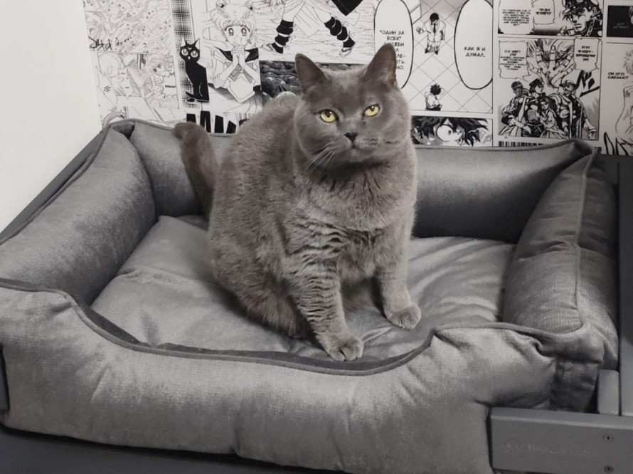 Лежак для кішки Dreamer Gray + Graphite Velour