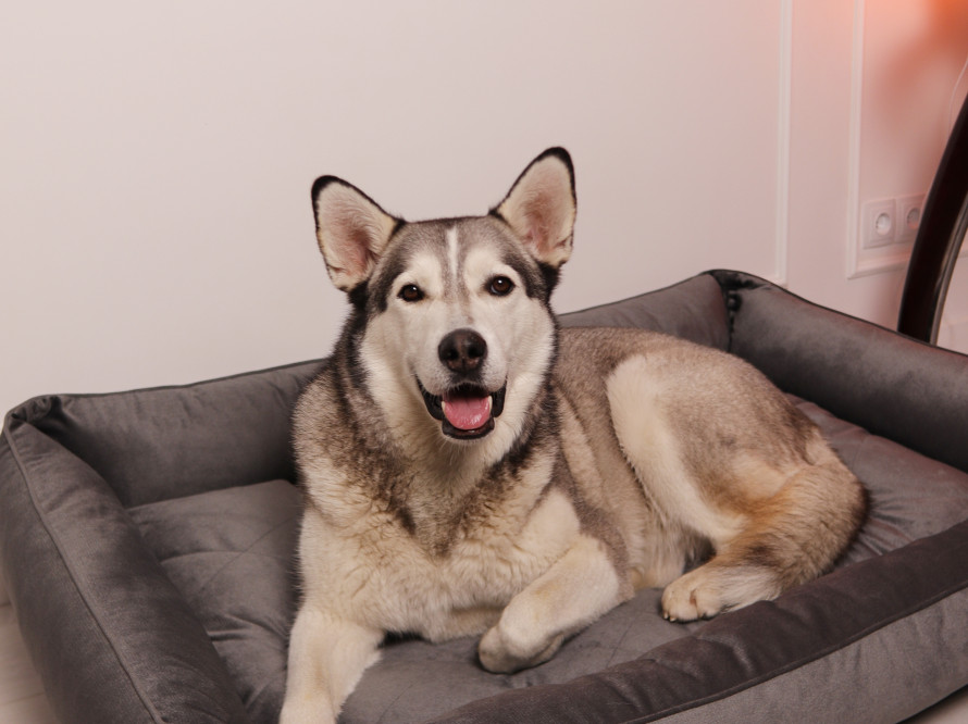 Лежак для собаки Sofa Velour Graphite