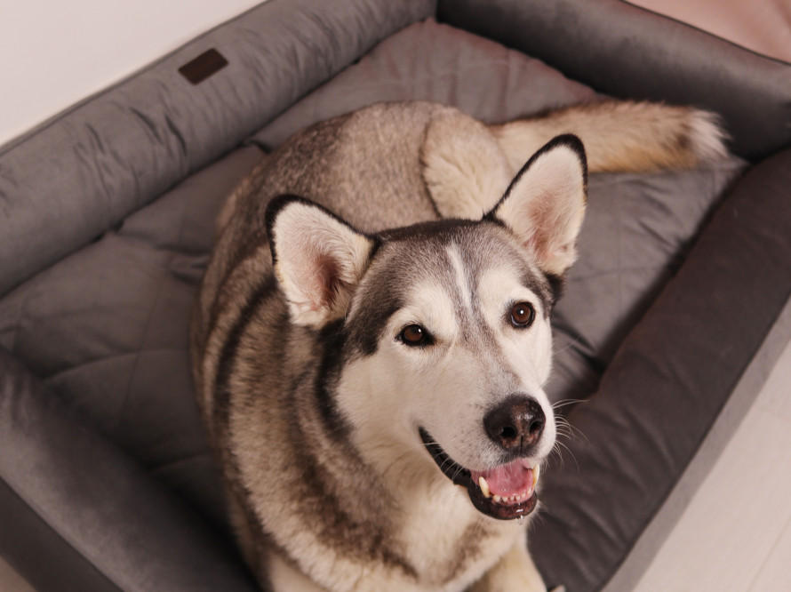 Лежак для собаки Sofa Velour Graphite