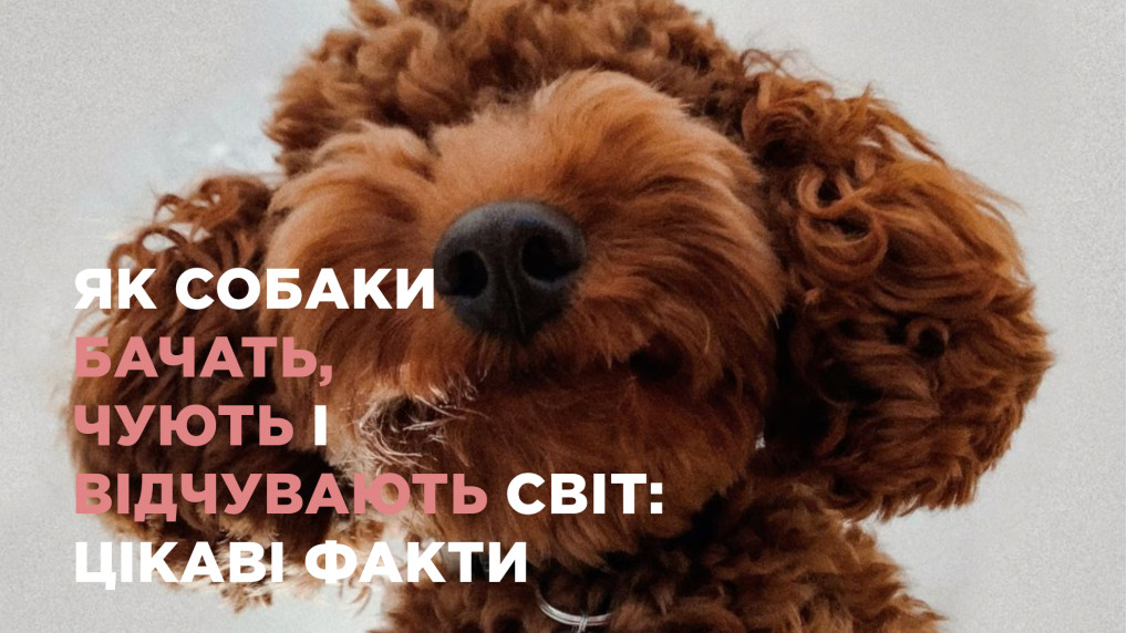 Що бачать, чують і відчувають собаки: як вони насправді сприймають світ