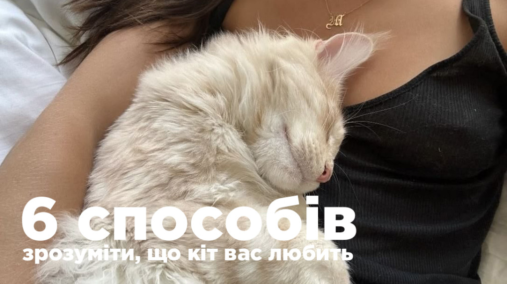 6 способов понять, что кот вас любит. Просто делает это по-своему