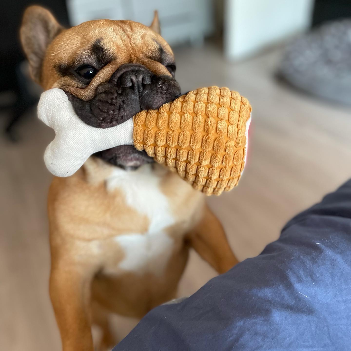Frankmartinbulldog