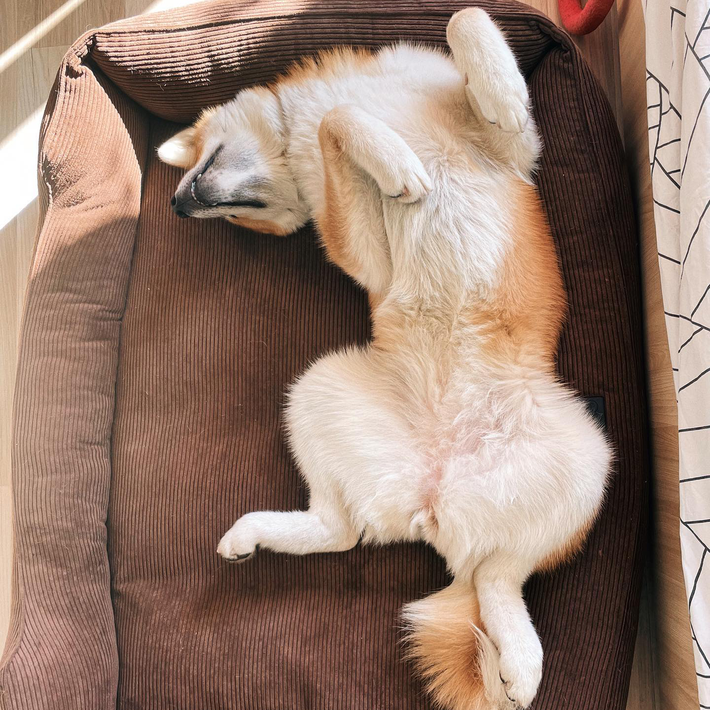 Momo.akita.inu