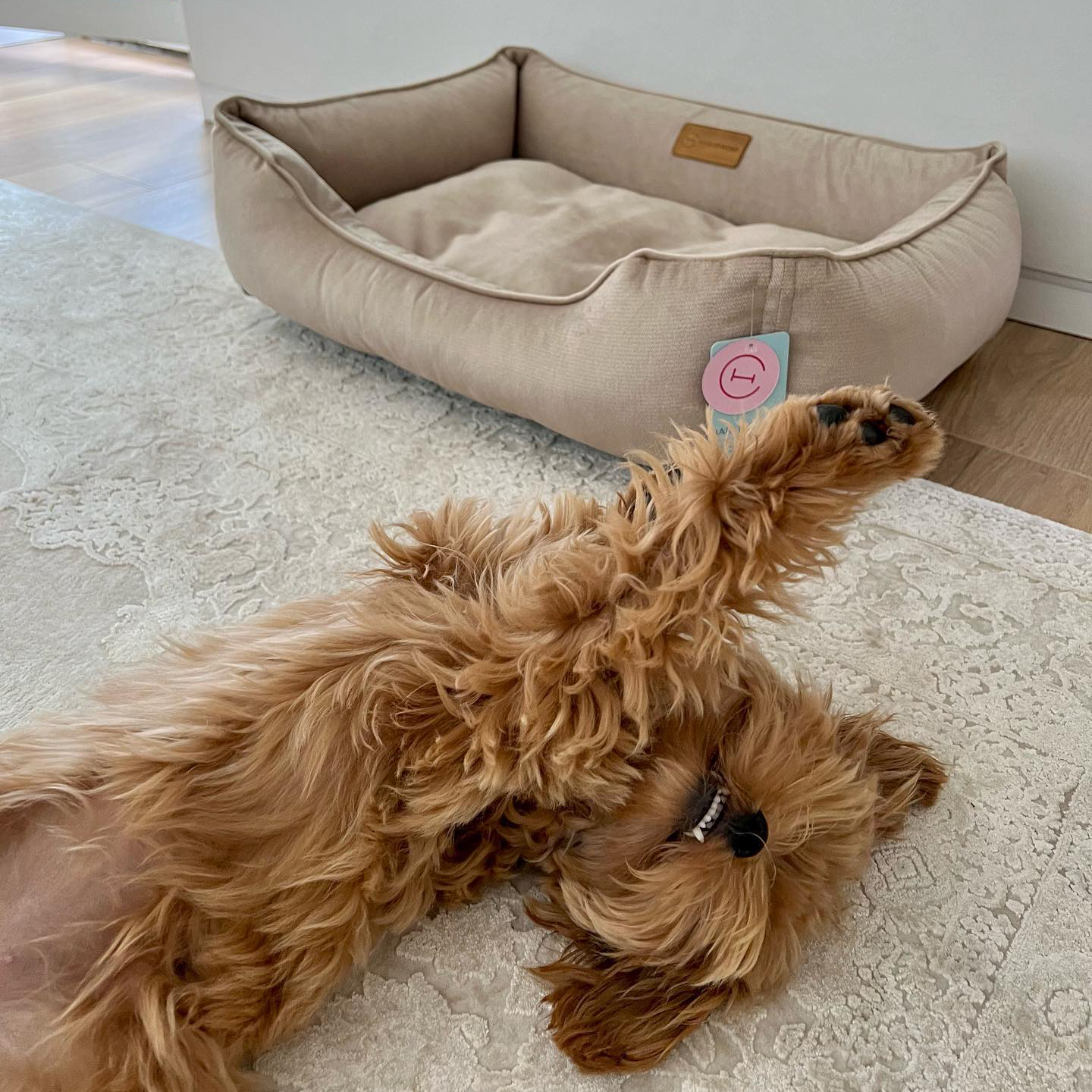 Zoya.maltipoo