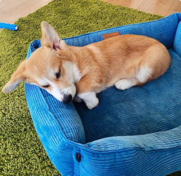 Corgi.appa