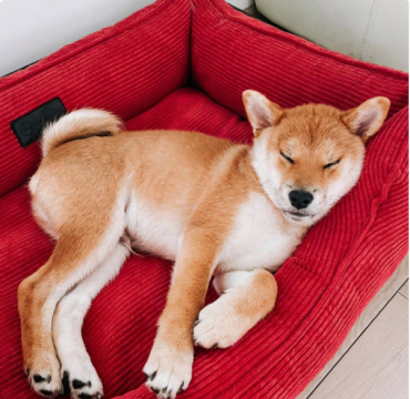 Hey.kiba