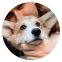 Corgi.appa