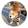 Molly_ambassador