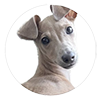 Louisleiggy