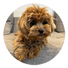Zoya.maltipoo