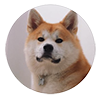 Momo.akita.inu