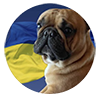 Frankmartinbulldog