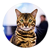 Bengal_bona