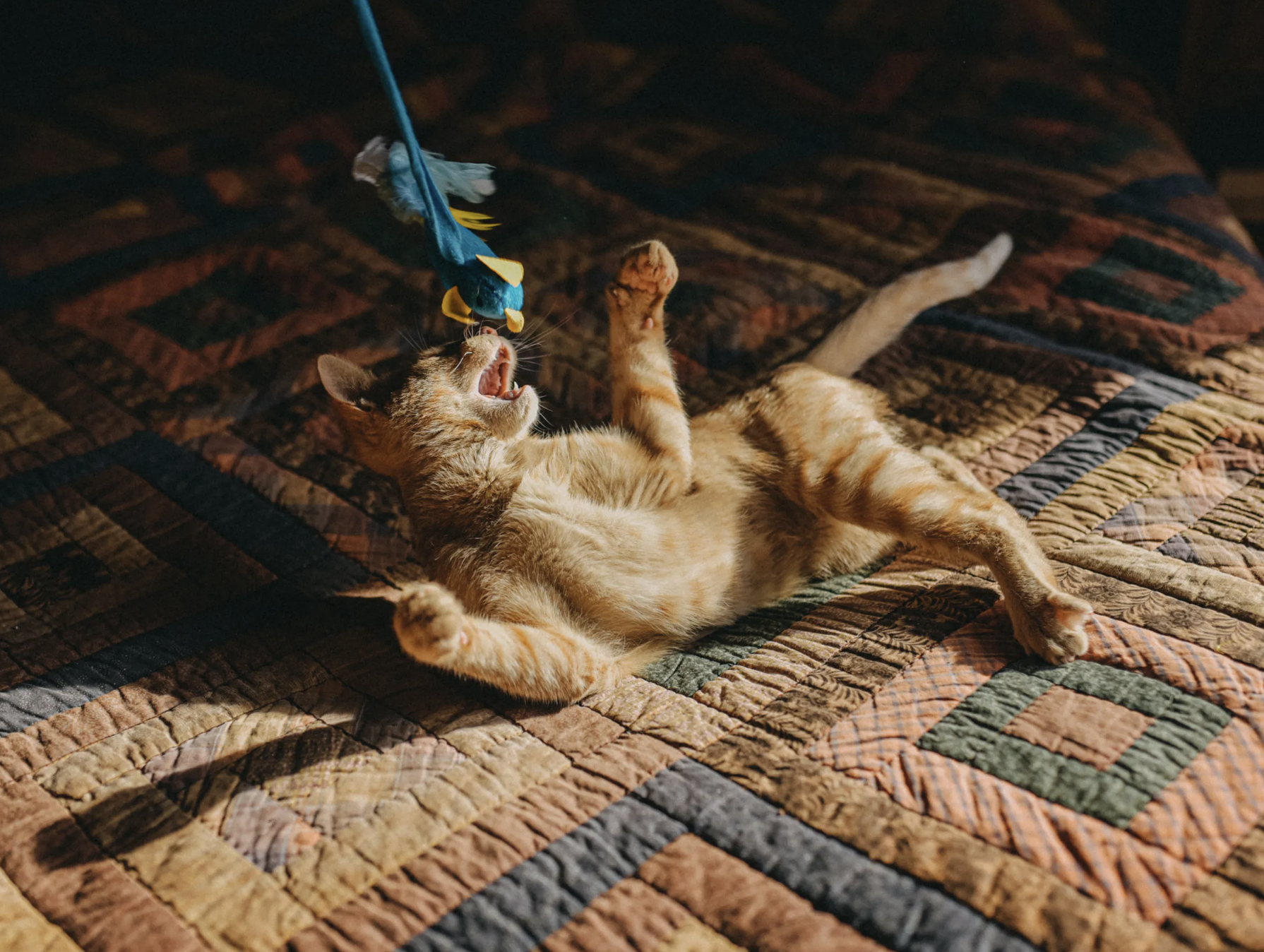 кот играется кот играется